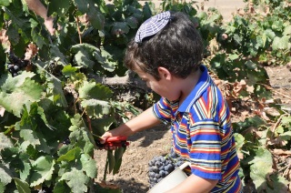 חוויה חקלאית בציר ענבים אתר לגדול